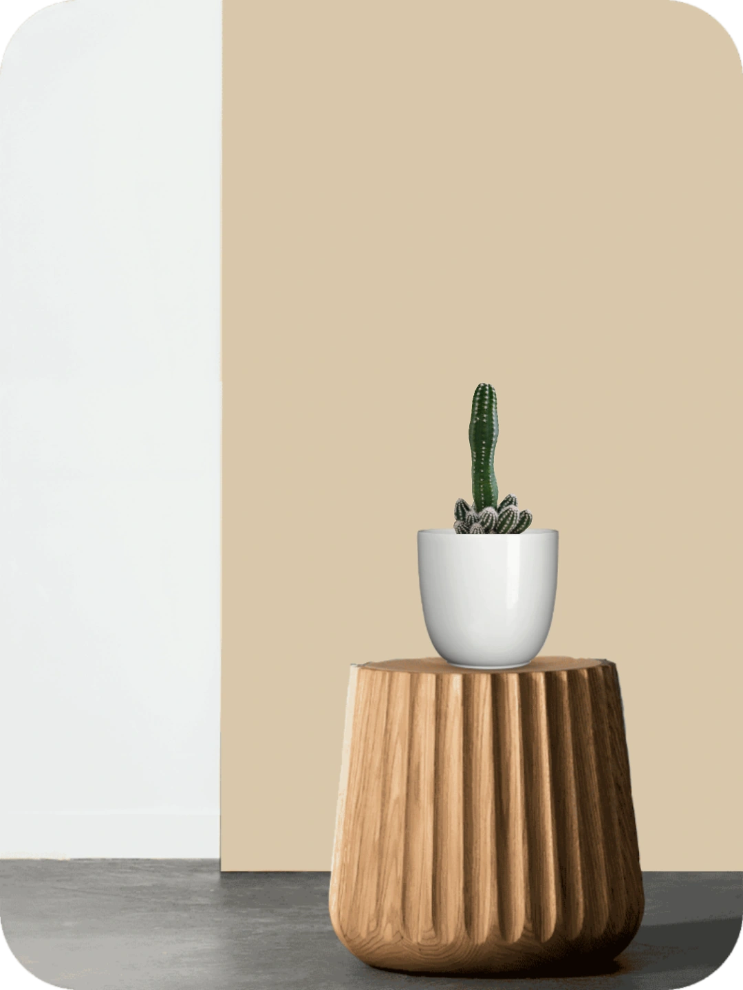 Castle Cactus 2 Castle Cactus - Image 2