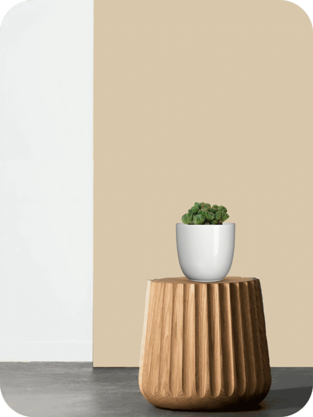 Cereus forbesii Cactus 2 Cereus forbesii Cactus - Image 2