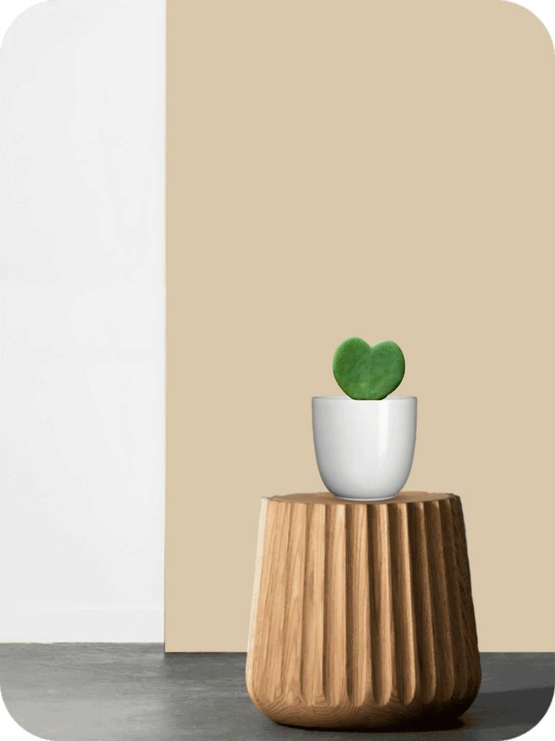 Hoya Heart Succulent 2 Hoya Heart Succulent - Image 2