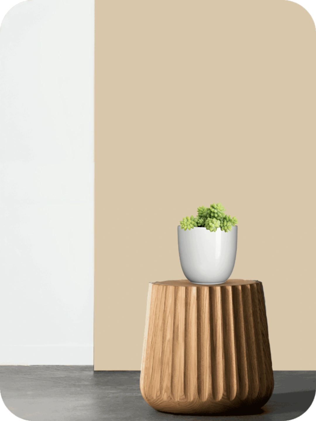 Burro's Tail Succulent 2 Burro's Tail Succulent - Image 2