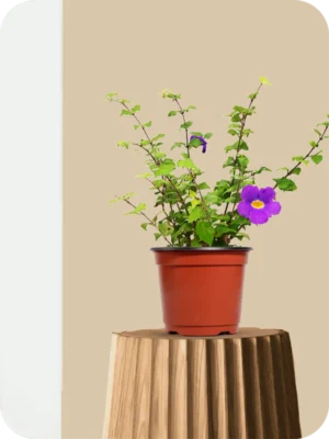 Thunbergia erecta Plant