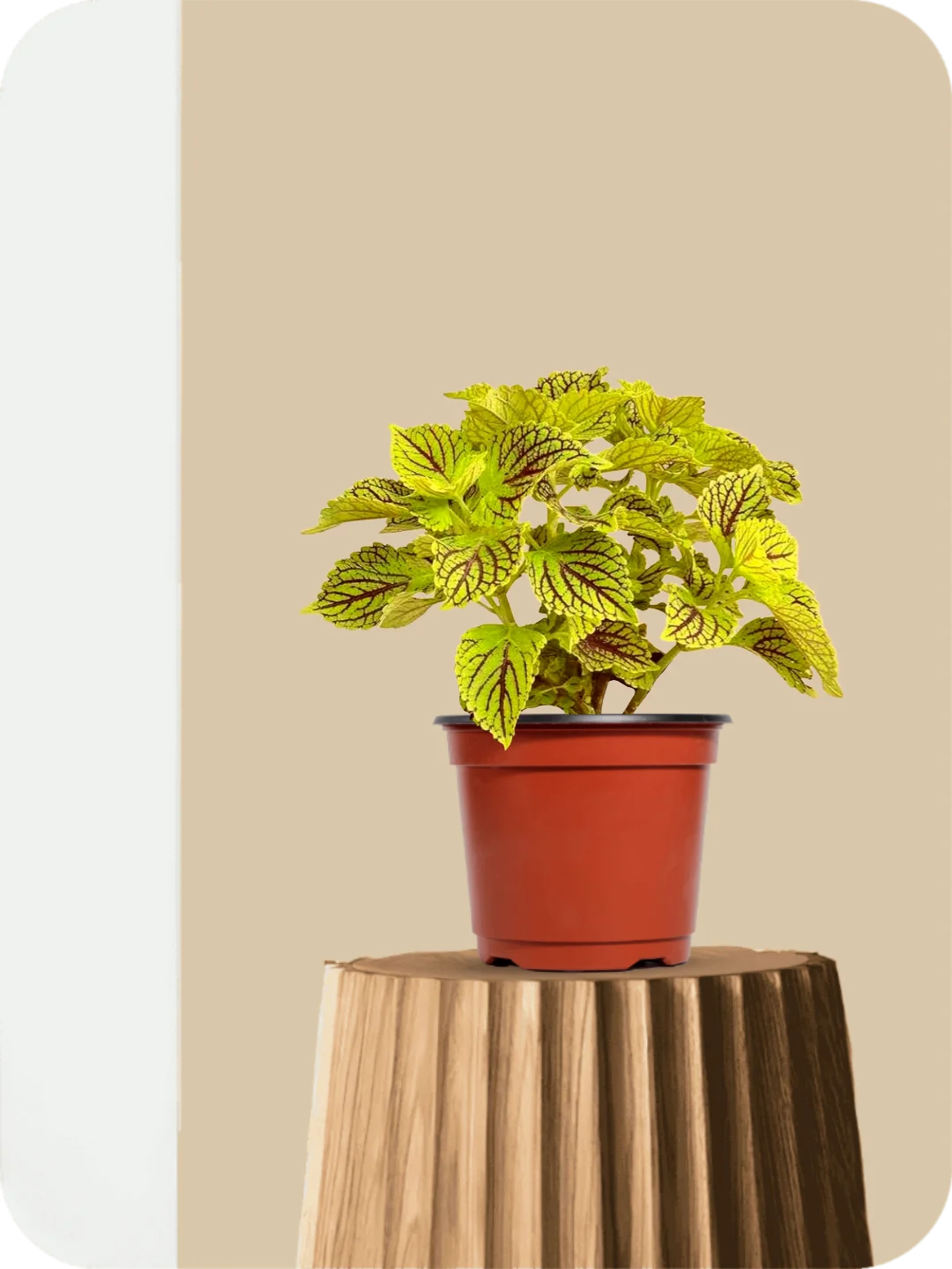 Coleus Neon Plant 1 Coleus Neon Plant