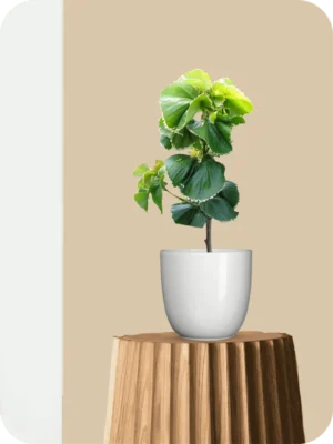 Green Acalypha Plant