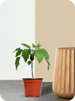 Brinjal Plant