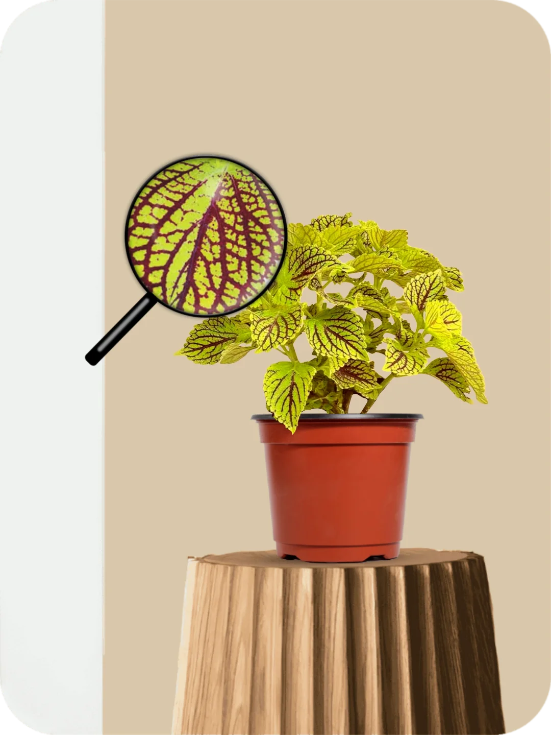 Coleus Neon Plant 3 Coleus Neon Plant - Image 3