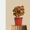 Coleus Maroon Plant