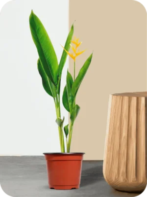 Heliconia Golden Torch Plant