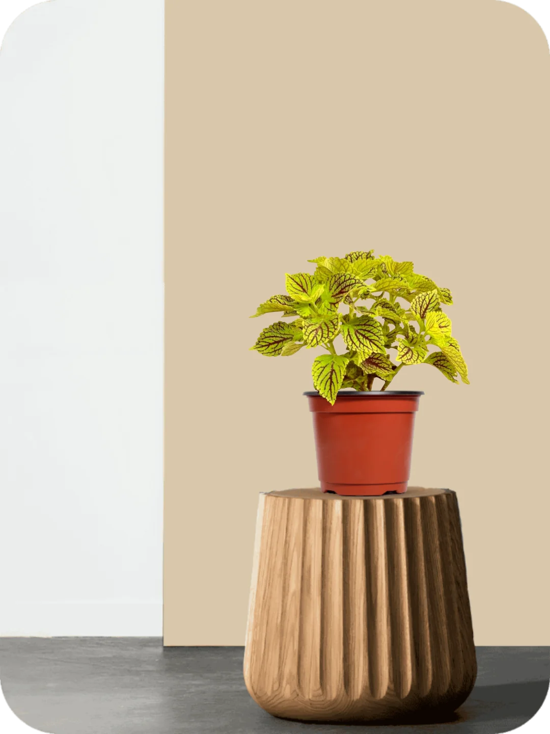 Coleus Neon Plant 2 Coleus Neon Plant - Image 2