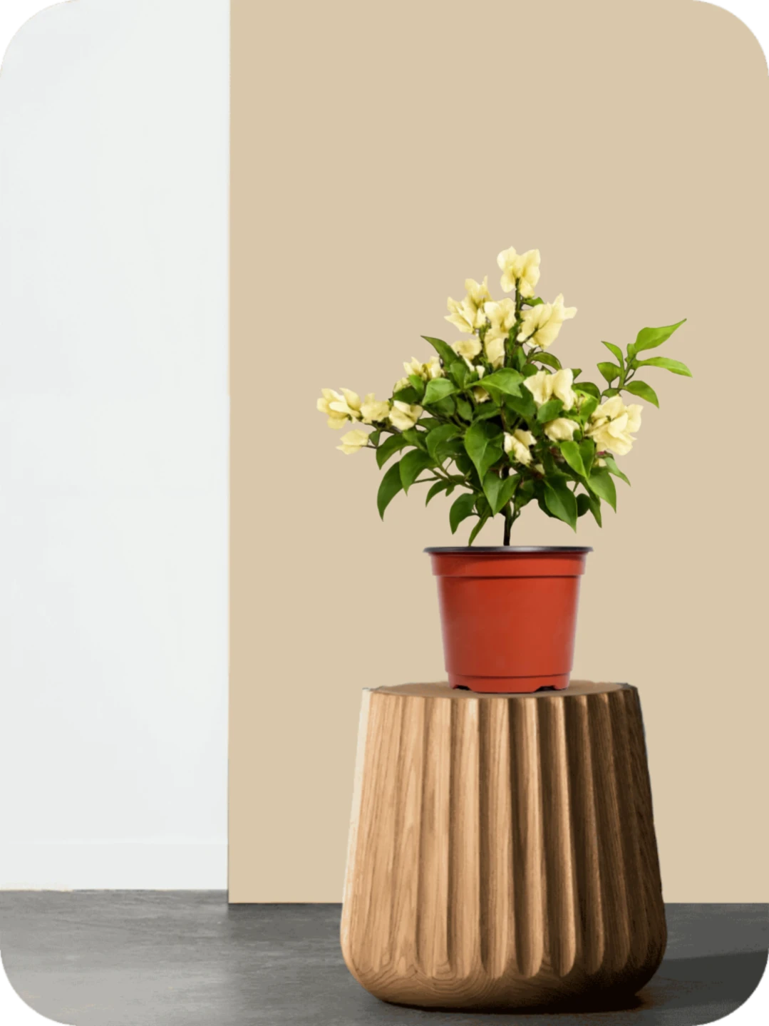 Bougainvillea Yellow Dwarf Plant 2 Bougainvillea Yellow Dwarf Plant - Image 2