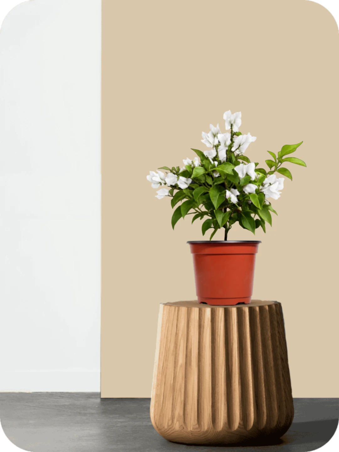 Bougainvillea White Dwarf Plant 2 Bougainvillea White Dwarf Plant - Image 2