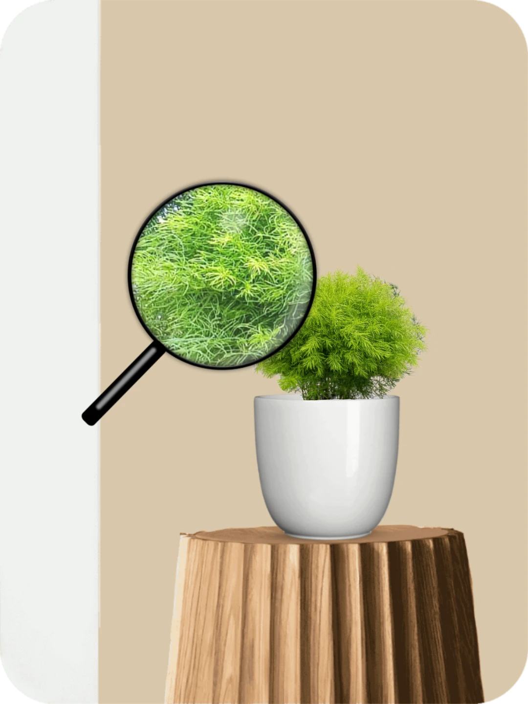 Asparagus Ming Fern 3 Asparagus Ming Fern - Image 3
