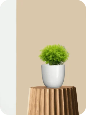 Asparagus Ming Fern