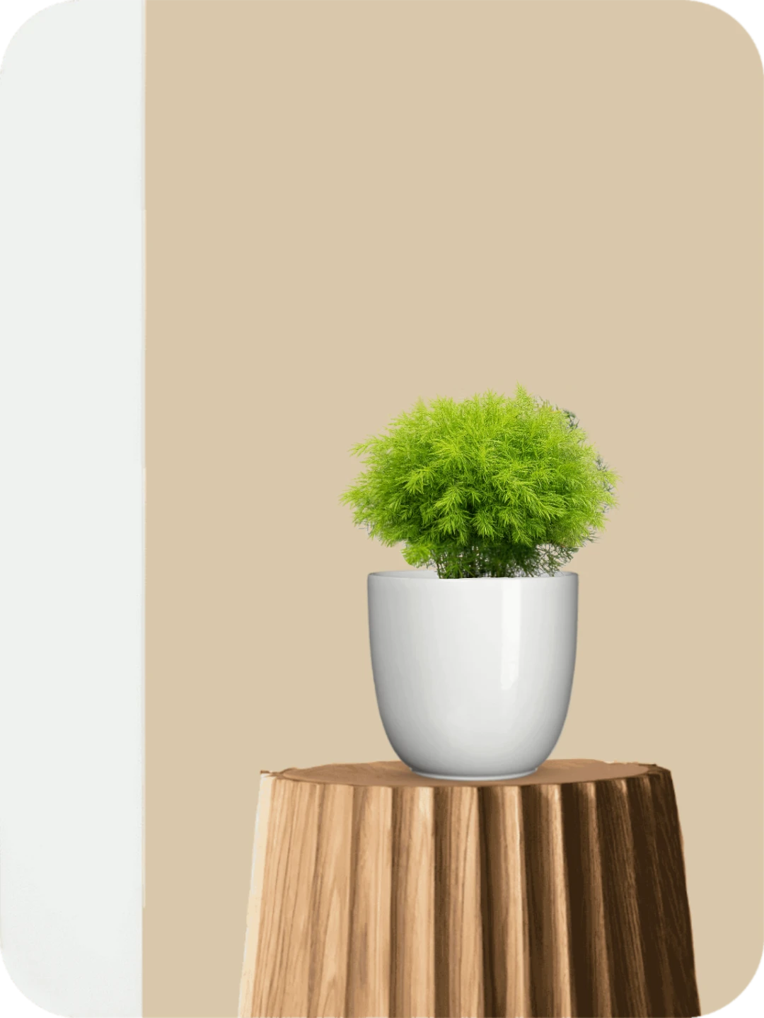 Asparagus Ming Fern 1 Asparagus Ming Fern