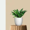 Dracaena Compacta Plant