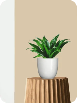 Dracaena Compacta Plant