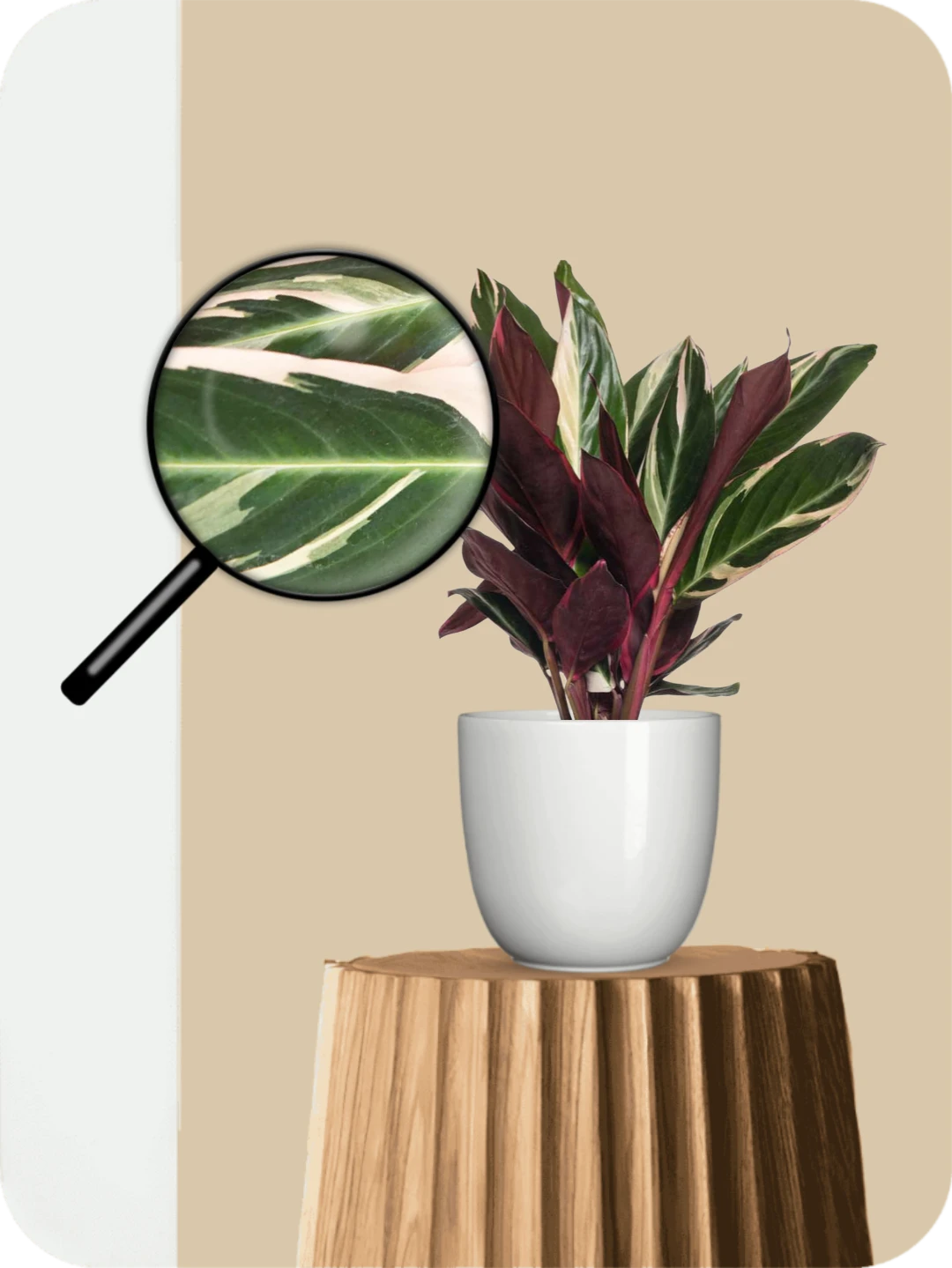 Calathea Triostar Plant 3 Calathea Triostar Plant - Image 3