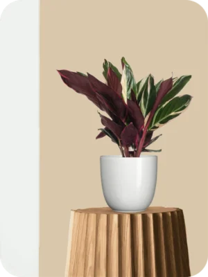 Calathea Triostar Plant