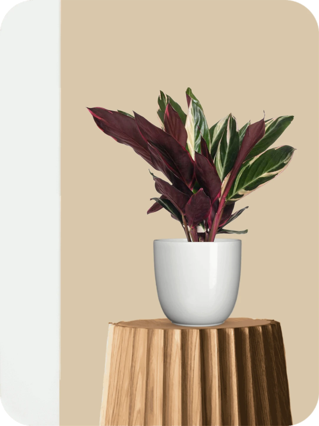 Calathea Triostar Plant 1 Calathea Triostar Plant