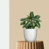 Syngonium Wendlandii Plant