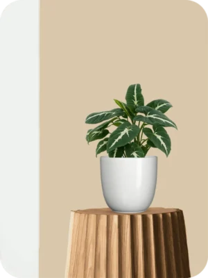 Syngonium Wendlandii Plant