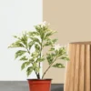 Variegated Chandni Plant