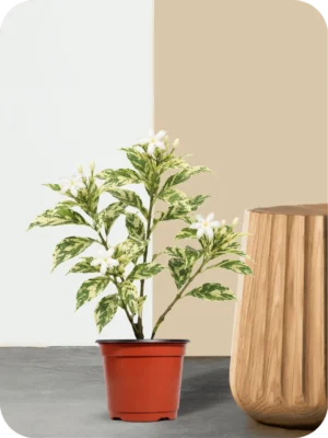 Variegated Chandni Plant
