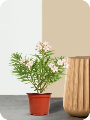 Kaner Peach Dwarf Plant