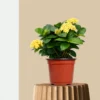 Ixora Yellow Dwarf Plant