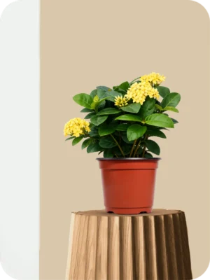 Ixora Yellow Dwarf Plant