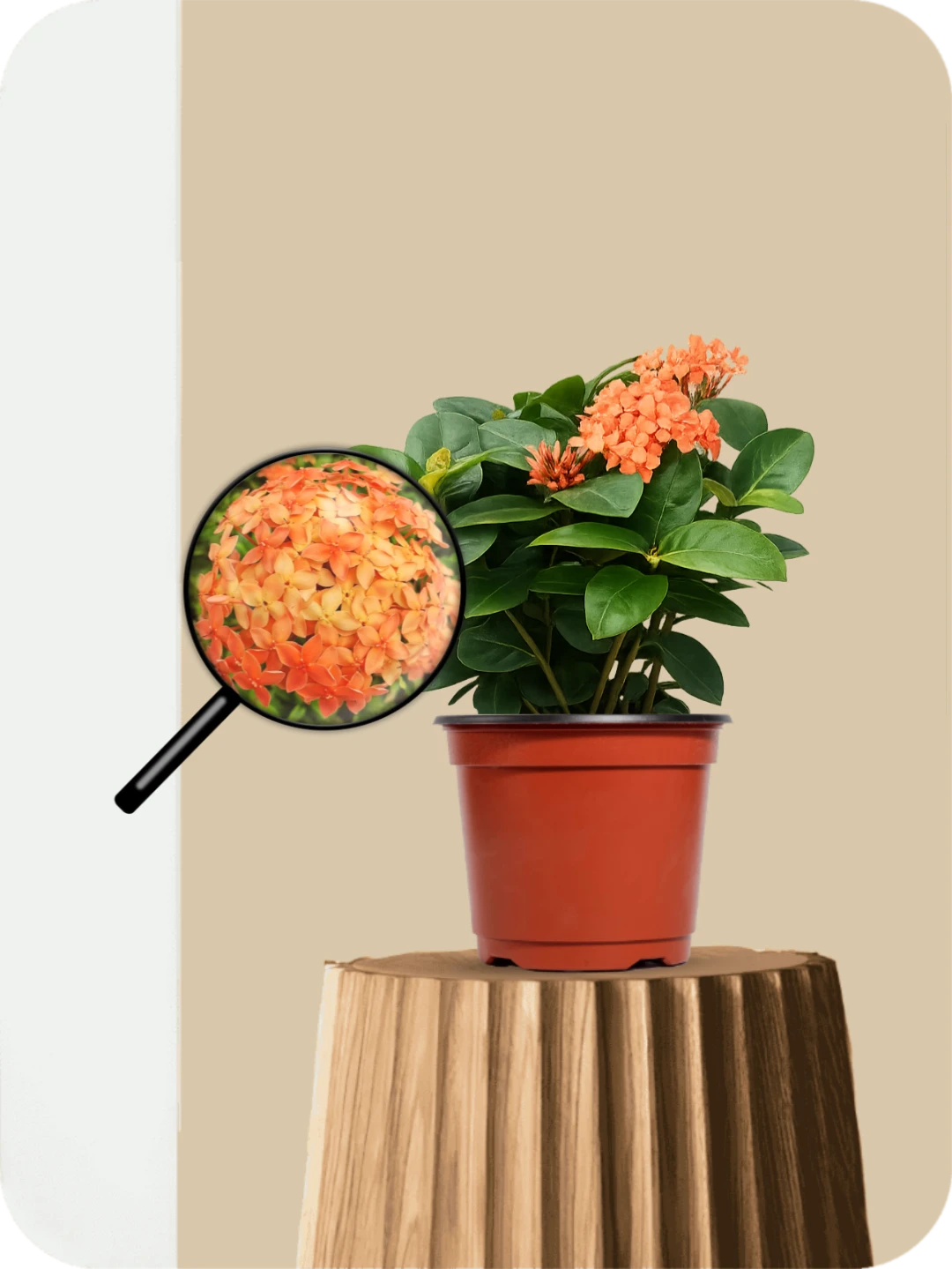 Ixora Orange Dwarf Plant 3 Ixora Orange Dwarf Plant - Image 3