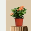Ixora Orange Dwarf Plant