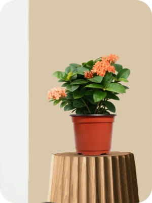 Ixora Orange Dwarf Plant