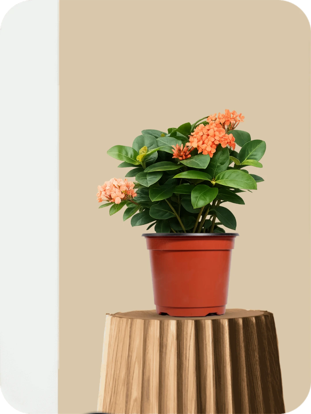 Ixora Orange Dwarf Plant 1 Ixora Orange Dwarf Plant