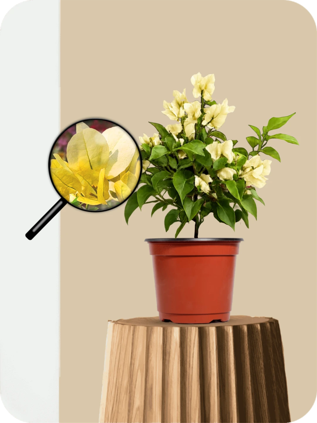 Bougainvillea Yellow Dwarf Plant 3 Bougainvillea Yellow Dwarf Plant - Image 3