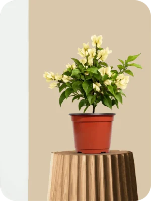 Bougainvillea Yellow Dwarf Plant