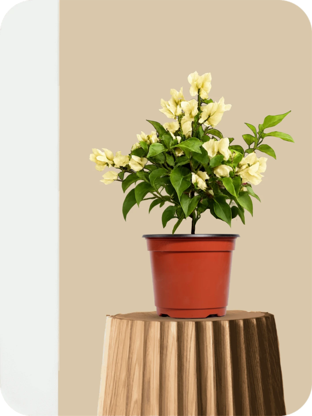 Bougainvillea Yellow Dwarf Plant 1 Bougainvillea Yellow Dwarf Plant