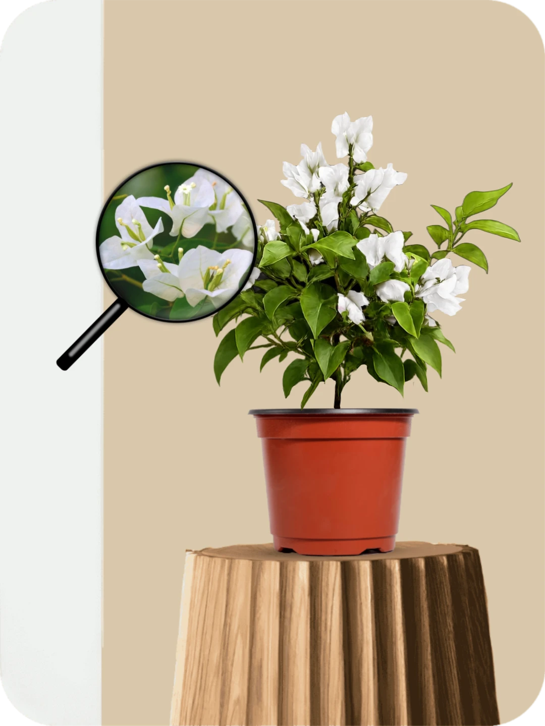 Bougainvillea White Dwarf Plant 3 Bougainvillea White Dwarf Plant - Image 3