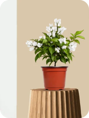 Bougainvillea White Dwarf Plant