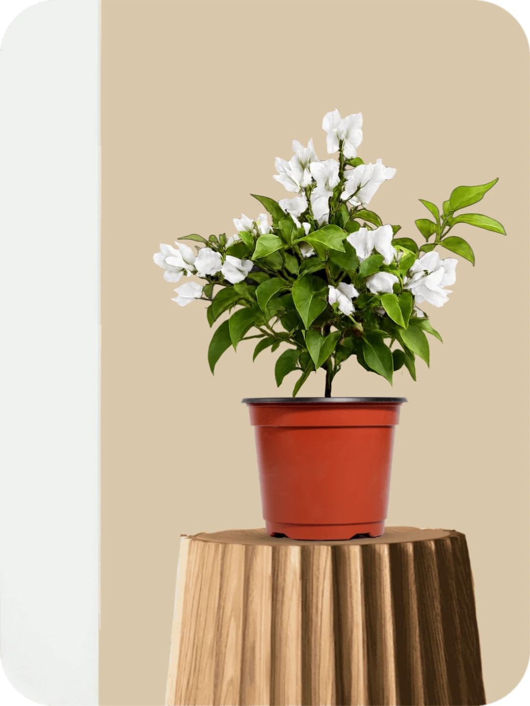 Bougainvillea White Dwarf Plant 1 Bougainvillea White Dwarf Plant
