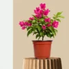 Bougainvillea Pink Dwarf Plant