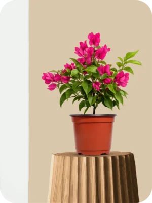 Bougainvillea Pink Dwarf Plant