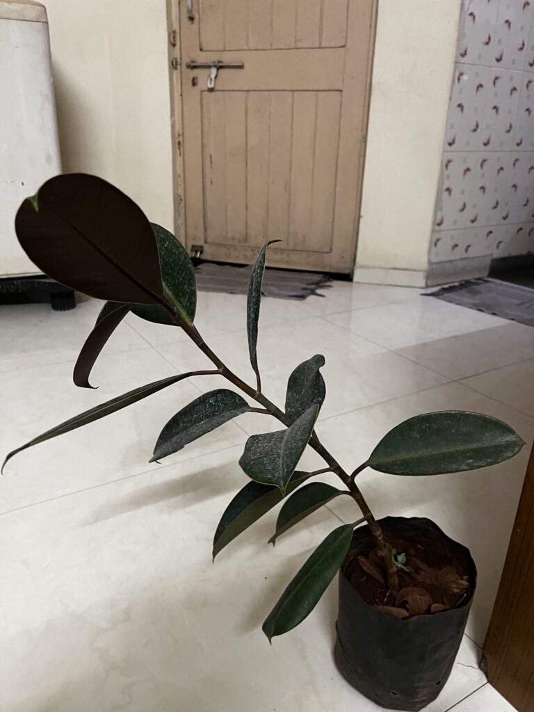 Image #2 from Ashwini S.