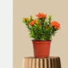 Mini Ixora Orange Dwarf Plant