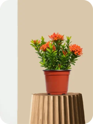Mini Ixora Orange Dwarf Plant