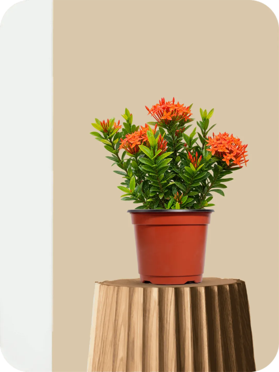Mini Ixora Orange Dwarf Plant 1 Mini Ixora Orange Dwarf Plant