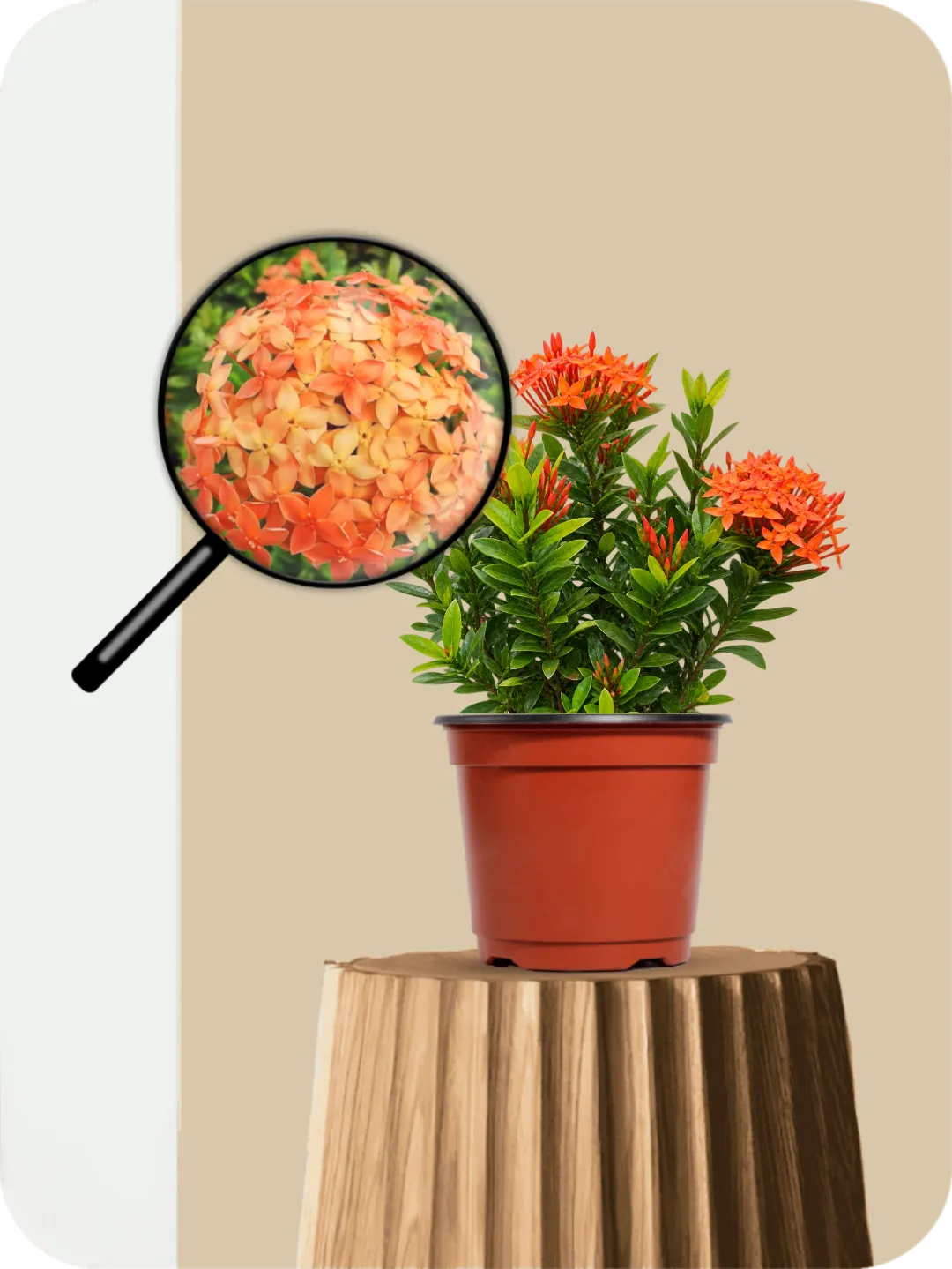 Mini Ixora Orange Dwarf Plant 3 Mini Ixora Orange Dwarf Plant - Image 3