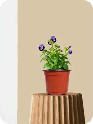 Torenia Plant