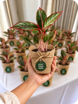 Aglaonema Red Plant – Premium Bulk Gift