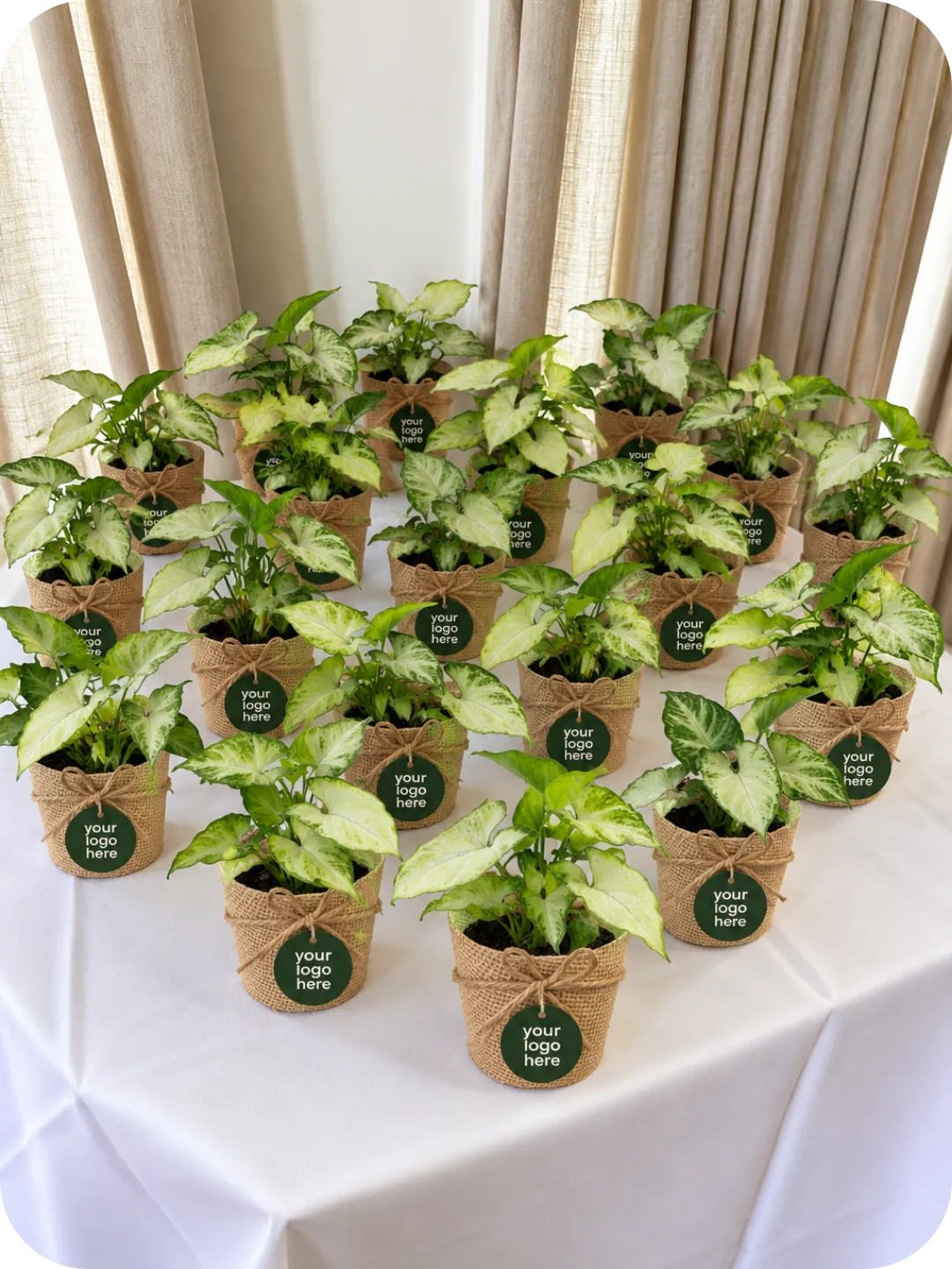 Green Syngonium Plant – Customised Bulk Gift 2 Green Syngonium Plant – Customised Bulk Gift - Image 2
