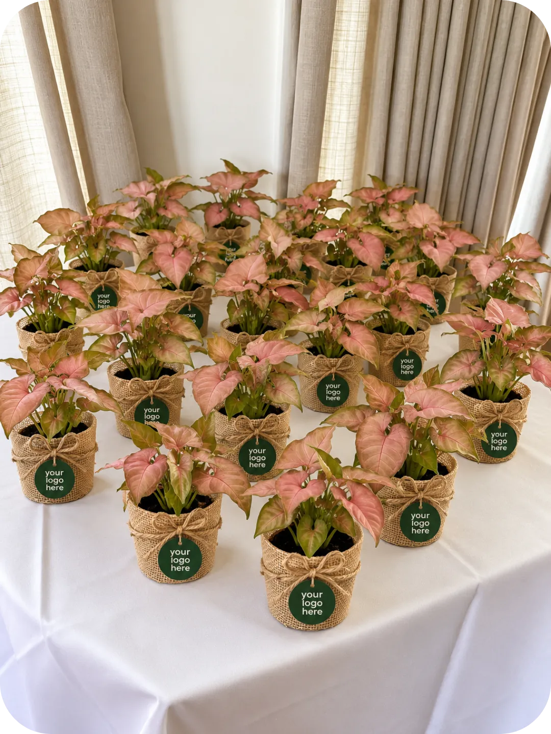 Pink Syngonium Plant – Customised Bulk Gift 2 Pink Syngonium Plant – Customised Bulk Gift - Image 2